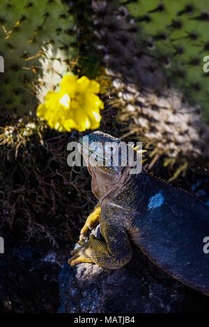 Sur le point de manger de l'iguane terrestre une fleur de cactus Opuntia sur l'île South Plaza, Galapagos Banque D'Images