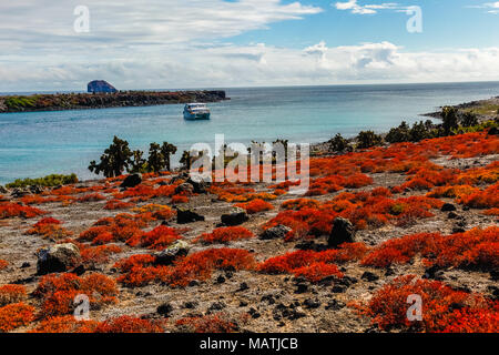 Vu de croisière et plusieurs terres rouges et cactus opuntia plante succulente, Plaza Sur, îles Galapagos. Banque D'Images