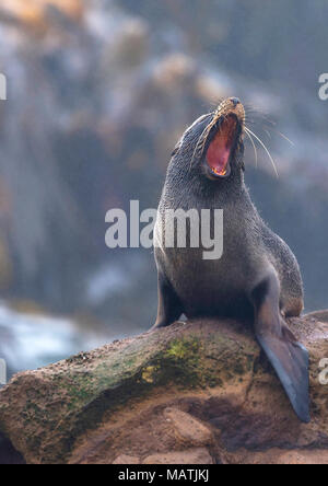 New Zealand fur seal Banque D'Images