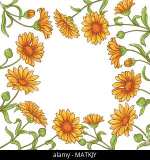 Fleur de calendula vector image sur fond blanc Illustration de Vecteur