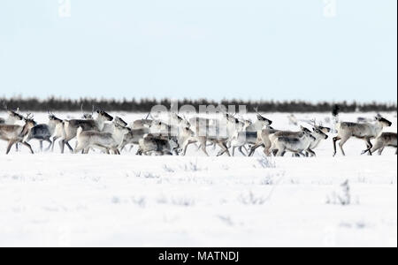 Troupeau de caribous Banque D'Images