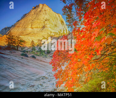 L'érable et le peuplier à grandes dents sion peak, Zion National Park, Utah Acer sp. Banque D'Images