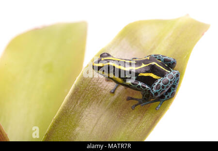 Rayé jaune petit poison dart frog, Ranitomeya ventrimaculata Rodyll à partir de la forêt amazonienne au Pérou isolé sur fond blanc Banque D'Images