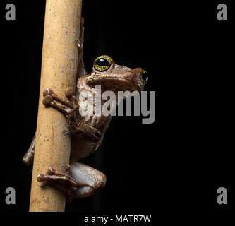 Arbre Tropical grenouille, Osteocephalus taurinus. Une rainette criarde de l'Amazon raon forêt avec de beaux yeux clairs. D'une macro d'amphibiens exotiques dans la nuit. Banque D'Images