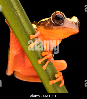 Feuille ou rainette, Dendropsophus leucophyllatus. Rainette criarde avec de la couleur rouge de la forêt amazonienne au Brésil, Pérou, Équateur et Bolivie. Banque D'Images