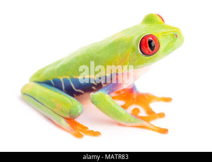 Agalychnis callidryas ou Red eyed tree frog, singe de la forêt tropicale du Panama et Costa Rica isolé sur blanc. Banque D'Images