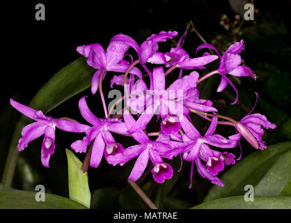 De belles grappes de fleurs mauve vif d'orchidée Cattleya bowringiana, sur un fond sombre Banque D'Images