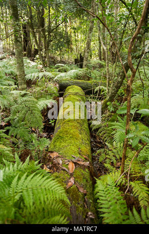 Sous couvert de mousse, de fougères et d'emeraude journal bracken parmi les forêts du Parc National de Conondale dans le Queensland en Australie Banque D'Images