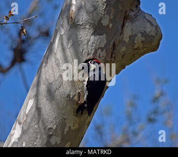 Acorn woodpecker insectes apporte à son nid dans un arbre. Sunol Regional Wilderness, Californie, Banque D'Images