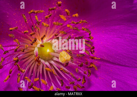 Calandrinia Macro (Purslane) Banque D'Images