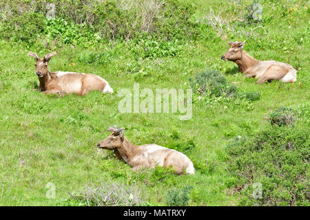 Elks Tule Elk Tomale à réserver Banque D'Images