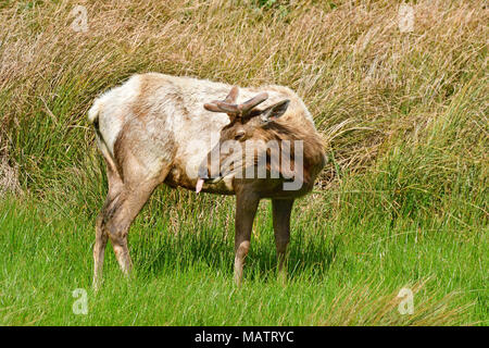 Elks Tule Elk Tomale à réserver Banque D'Images