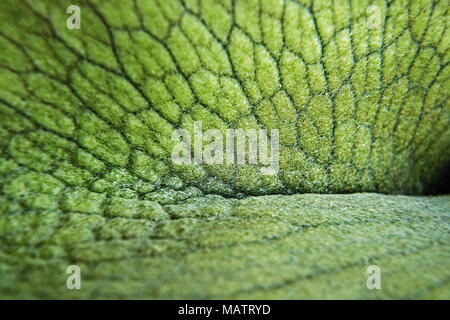 Macro d'une fougères staghorn Banque D'Images