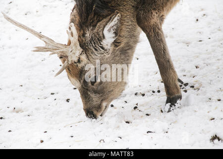 Le cerf sika dans le Zoo Asahiyama, Hokkaido Banque D'Images