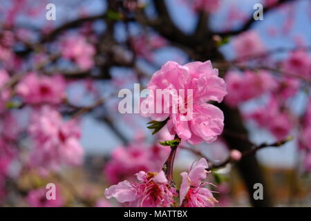 Fleur de cerisier du Japon Banque D'Images