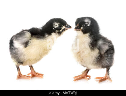 Poussins marans in front of white background Banque D'Images