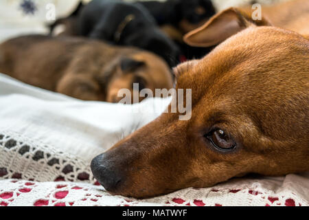 Pinscher Nain rouge avec les chiots de la mère Banque D'Images