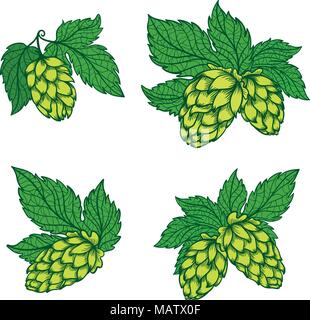 Ensemble de modèles de logo de haute qualité avec des feuilles vertes et symbole de la bière Illustration de Vecteur