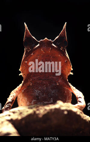 Megophrys nasuta grenouille cornue de Malaisie Banque D'Images