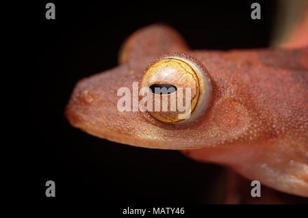 Rhacophorus pardalis grenouille arlequin Banque D'Images