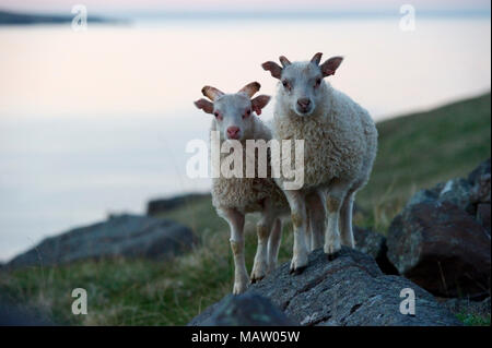 Seydisfiordur deux chèvres sur le rocher Banque D'Images