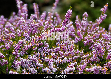 Heather Calluna vulgaris montrant couleur splendide est une plante indigène à la Grande-Bretagne et l'Irlande vu largement sur les landes et bruyères et jardins Banque D'Images