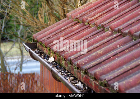 Le nettoyage de gouttière sale mousse et feuilles. Bâtiment avec toit à tuiles impurs après l'hiver. Le nettoyage de printemps. Banque D'Images