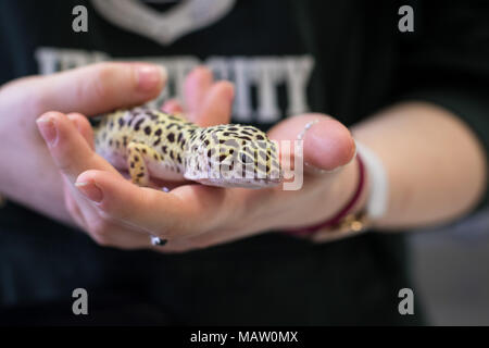 Un gecko léopard étant détenu par une femme dans les deux mains Banque D'Images