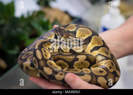 Un adulte ball python dans un woman's hands Banque D'Images