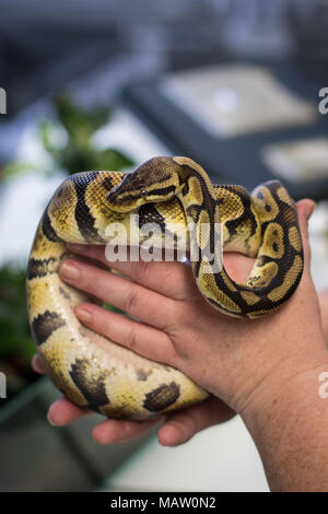 Un adulte ball python dans un woman's hands Banque D'Images