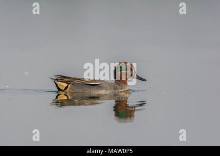 Sarcelles Sarcelles commune eurasiennes ou mâle (Anas crecca) dans le lac. Banque D'Images