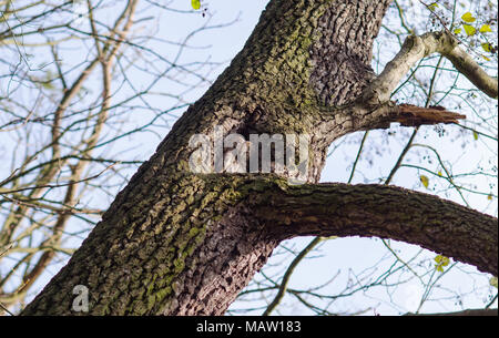 Jetant un coup d'owl ensommeillé de son creux de l'arbre au cours d'une journée ensoleillée d'automne Banque D'Images