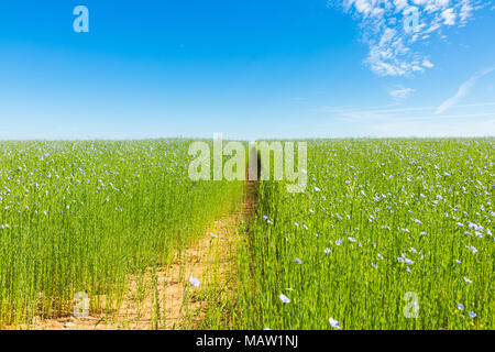Grand champ de lin en fleur au printemps Banque D'Images