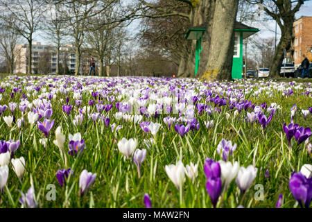 Crocus crocus violets et blancs fleurs de crocus fleurissant sur le errant au printemps Harrogate North Yorkshire Angleterre Royaume-Uni Grande-Bretagne Banque D'Images