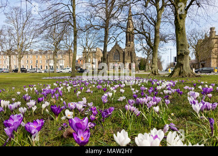 Fleurs de crocus violettes et blanches fleurissant sur le errant au printemps Harrogate North Yorkshire Angleterre Royaume-Uni GB Grande-Bretagne Banque D'Images