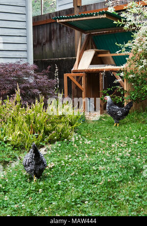 Une cage de poulet d'arrière-cour à Portland, Oregon Banque D'Images