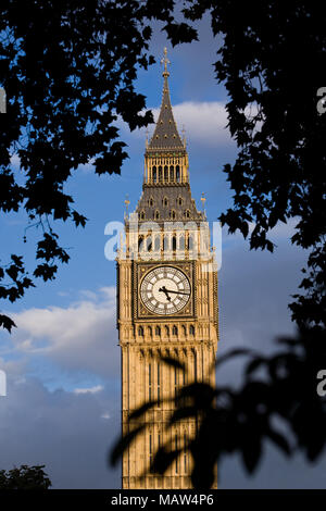 Elizabeth tower ou Big Ben à Londres, encadrée par la silhouette des arbres. Banque D'Images