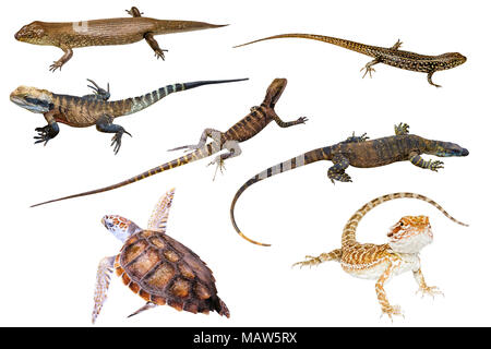 Collage de reptiles australiens, isolé sur fond blanc. Scinque du roi, l'eau de l'Est de l'eau, Skink mâle et femelle Dragon, Dragon de Komodo, tortue de mer verte et les Pogona vitticeps sur fond blanc. Banque D'Images