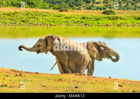 Deux jeunes éléphants africains près d'une piscine. Addo Elephant National Park, célèbre destination touristique pour éléphant safari et l'observation. Eastern Cape, Afrique du Sud. La saison d'été. Banque D'Images