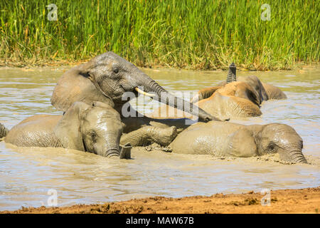 Close-up d'éléphants se baignant dans la boue d'une piscine dans une saison d'été, d'abaisser la température du corps. Addo Elephant National Park, Eastern Cape, Afrique du Sud. Banque D'Images