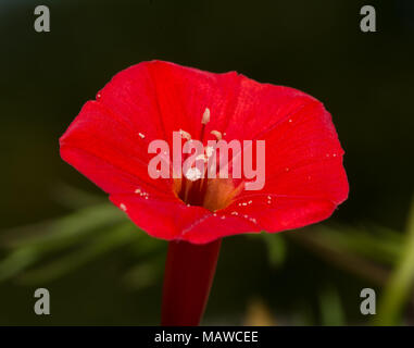 Libre d'un Cardinal rouge vif fleur grimpeur Banque D'Images