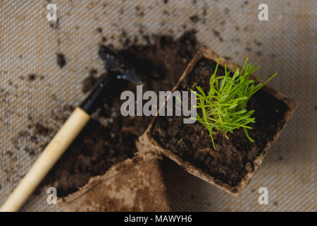 La préparation à la transplantation de plantes saisonnières, Ingardening. Image Vie encore produit. La plantation en jardin Concept. Banque D'Images