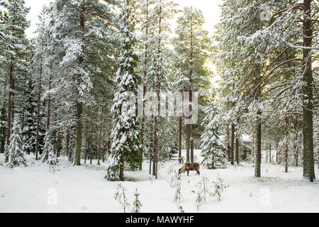 Belle vue panoramique sur la forêt enneigée avec de grands pins et d'un renne en hiver en Laponie, Finlande, Noël Voeux Banque D'Images