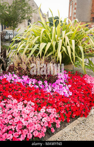 Rose et rouge à croissance faible les bégonias literie dans un petit jardin civique dans le Wiltshire UK Banque D'Images