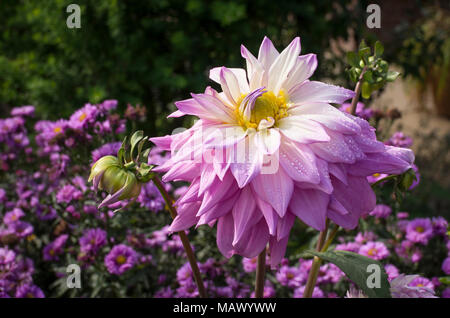 Dahlia rose géant Sir Alf Ramsey dans un jardin anglais en fleurs en Septembre Banque D'Images