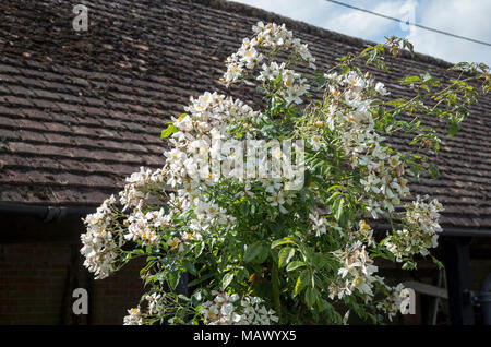 Rosa Mariage cultivé comme un pilier rose après une fois couvrant le toit dans l'arrière-plan Banque D'Images