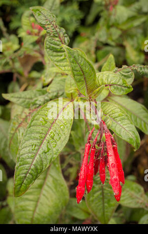 Fuchsia triphylla Mary en fleurs en été en UK Banque D'Images