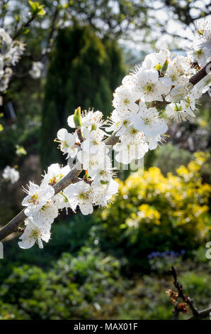 Fleurs blanc pur sur une plantule Damson dans un jardin anglais en Avril Banque D'Images