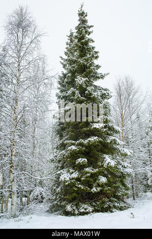 Un grand pins verts couverts de neige en hiver, paysage, maison de l'arbre de Noël et des saisons, la Finlande, la Laponie Salutation Shot verticale Banque D'Images