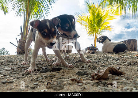 Deux chiens Jack Russell Terrier à jouer avec un jouet. petit chiot chiens partagent la nourriture. différend, conflit, pas le dîner. Neil Island, Antarctic Nico Banque D'Images